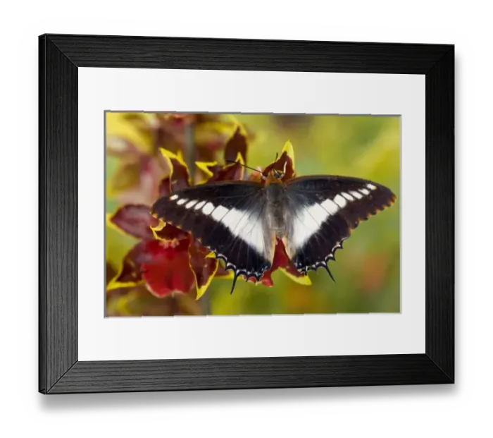 Framed Print : USA, North America, Washington