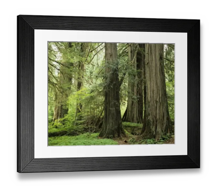 Framed Print : Unknown. WA, Mt. Rainier NP, Grove of the Patriarchs, Western red cedar trees