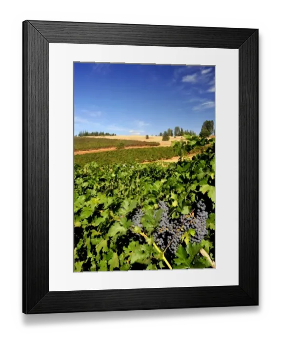 Framed Print : USA, California, Apple Hills Vineyard Framed Print : USA, California, Apple Hills Vineyard