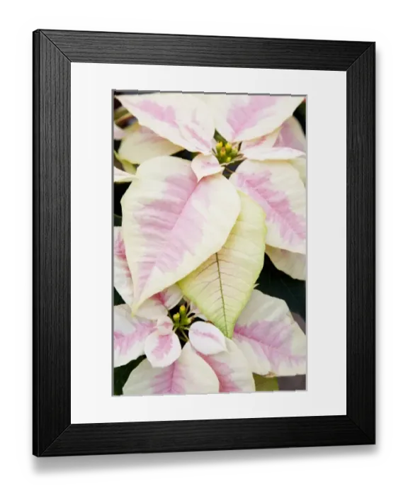 Framed Print : USA, Washington, Woodinville, Molbaks Nursery, Poinsettia Festival
