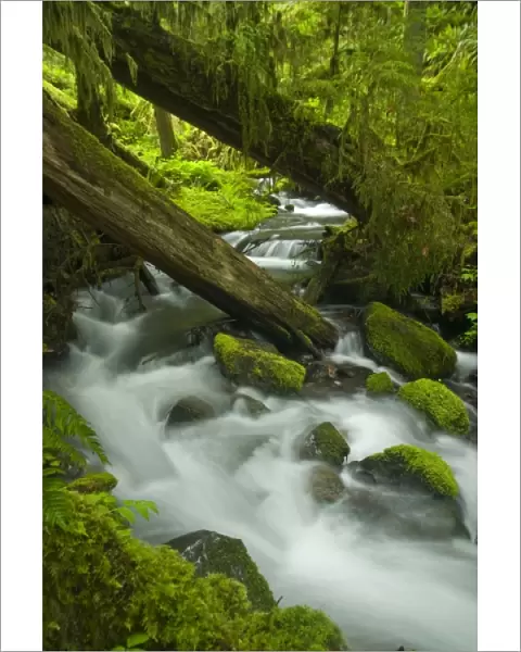 Creek in Sol Duc Drainage, Olympic National Park, Washington, US