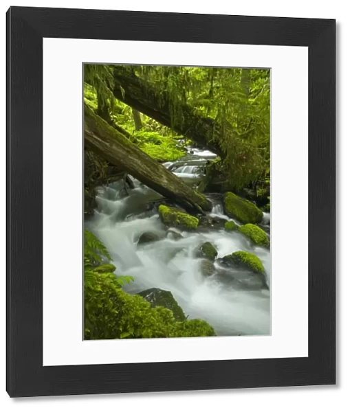 Creek in Sol Duc Drainage, Olympic National Park, Washington, US