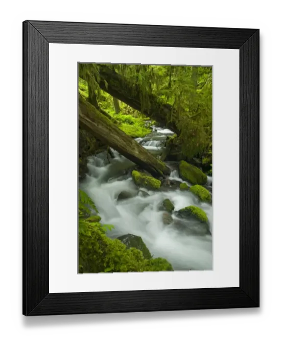 Framed Print : Creek in Sol Duc Drainage, Olympic National Park, Washington, US