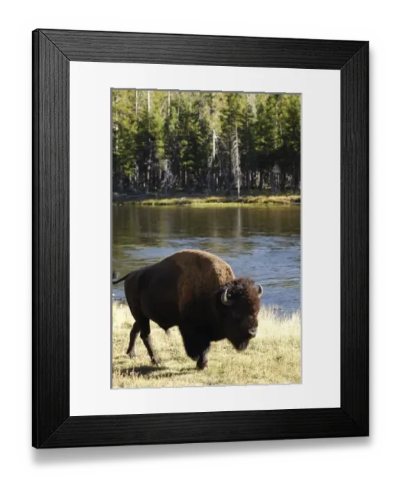 Framed Print : USA, North America, Wyoming Framed Print : USA, North America, Wyoming