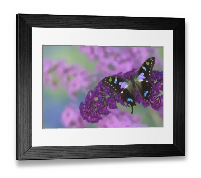 Framed Print : Sammamish Washington Photograph of Butterfly on Flowers Framed Print : Sammamish Washington Photograph of Butterfly on Flowers