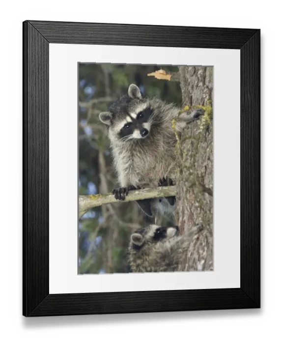 Framed Print : USA, North America, Washington
