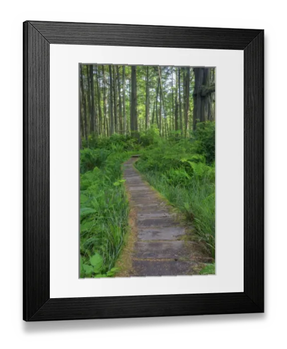 Framed Print : USA, Washington, Olympic National Park, Cape Alava trail, cedar boardwalk
