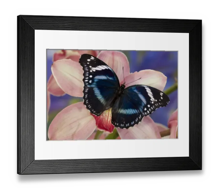 Framed Print : Sammamish Washington Tropical Butterflies photograph of Hypolimnas antevorta