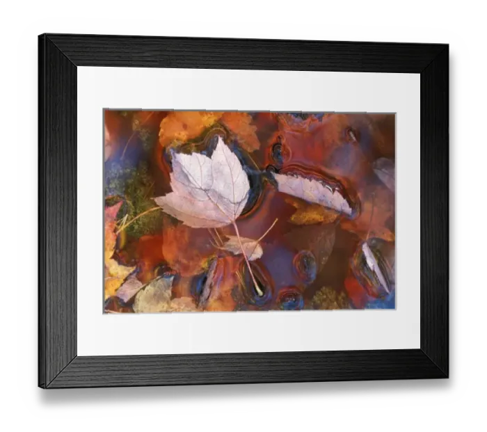 Framed Print : USA, Northeast, Fall leaves in puddle with reflections Framed Print : USA, Northeast, Fall leaves in puddle with reflections