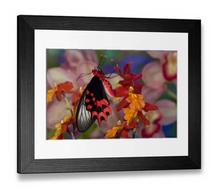 Framed Print : Sammamish Washington Tropical Butterflies photograph of Atrophaneura semperi Framed Print : Sammamish Washington Tropical Butterflies photograph of Atrophaneura semperi
