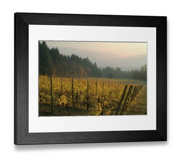 Framed Print : Colorful sunrise mist rises above the river above the Fall colored Celilo Vineyard Framed Print : Colorful sunrise mist rises above the river above the Fall colored Celilo Vineyard