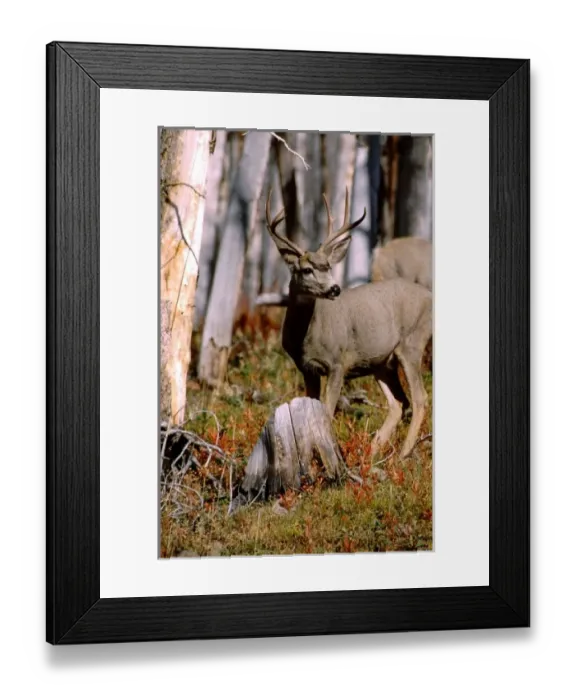 Framed Print : North America, USA, Wyoming, Yellowstone National Park. Young male mule deer. WILD Framed Print : North America, USA, Wyoming, Yellowstone National Park. Young male mule deer. WILD