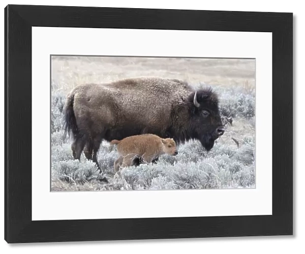 USA, Wyoming, Cow and Calf Bison, Yellowstone National Park