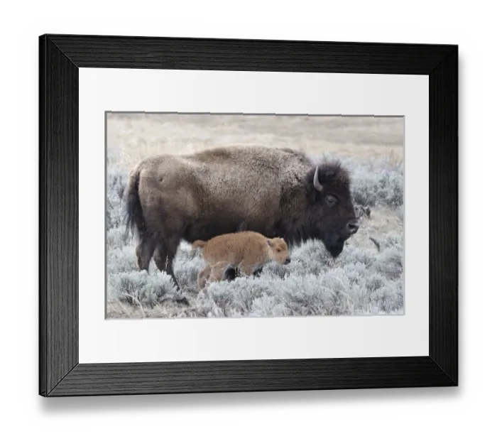 Framed Print : USA, Wyoming, Cow and Calf Bison, Yellowstone National Park Framed Print : USA, Wyoming, Cow and Calf Bison, Yellowstone National Park