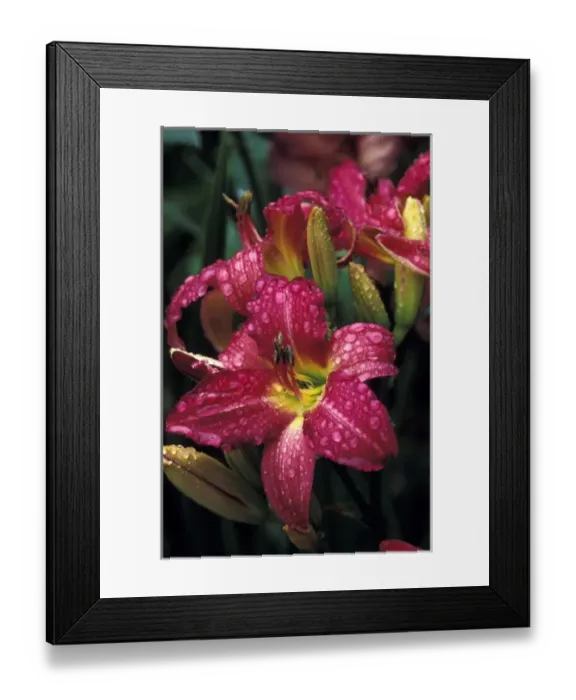 Framed Print : USA, Washington, Sammamish. Daylily with dew drops Framed Print : USA, Washington, Sammamish. Daylily with dew drops