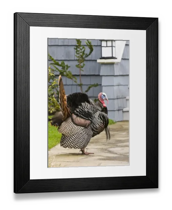 Framed Print : USA, WA, La Conner. Wild turkeys (Meleagris gallopavo) have established in the town Framed Print : USA, WA, La Conner. Wild turkeys (Meleagris gallopavo) have established in the town