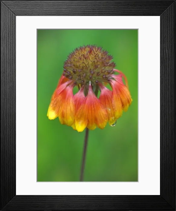 Framed Print : WA, Redmond, Firewheel, Indian Blanket, Gaillardia, Gaillardia pulchella, sunflower