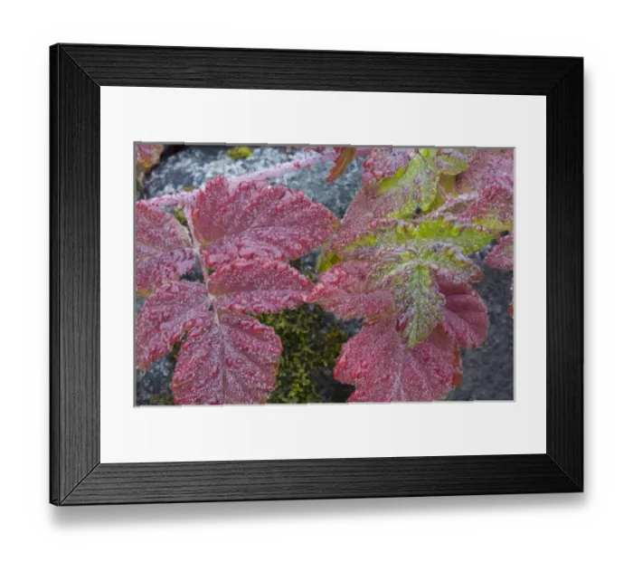 Framed Print : WA, Wenatchee National Forest, wild Himalayan Blackberry leaves, in autumn Framed Print : WA, Wenatchee National Forest, wild Himalayan Blackberry leaves, in autumn