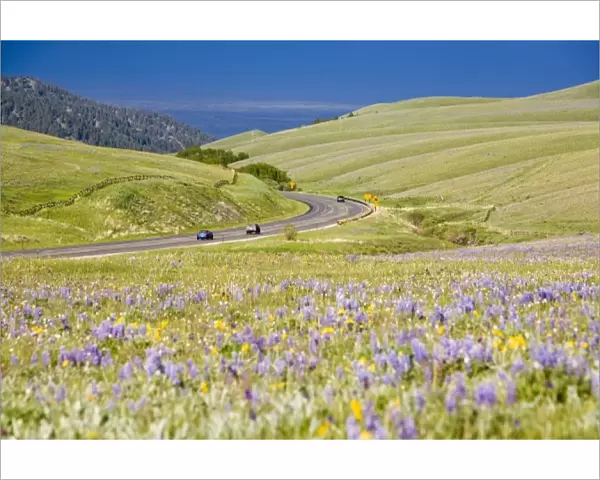Highway 16 aka the Cloud Peak Skyway runs past a vast field of wildflowers in the
