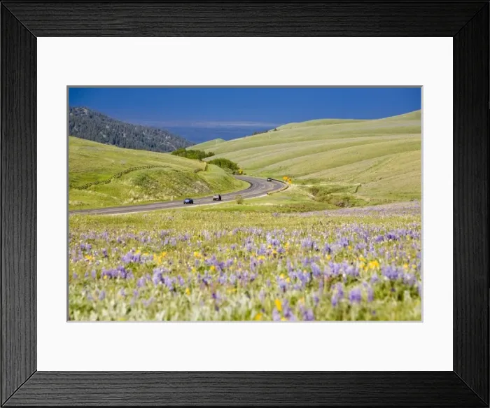 Framed Print : Highway 16 aka the Cloud Peak Skyway runs past a vast field of wildflowers in Framed Print : Highway 16 aka the Cloud Peak Skyway runs past a vast field of wildflowers in