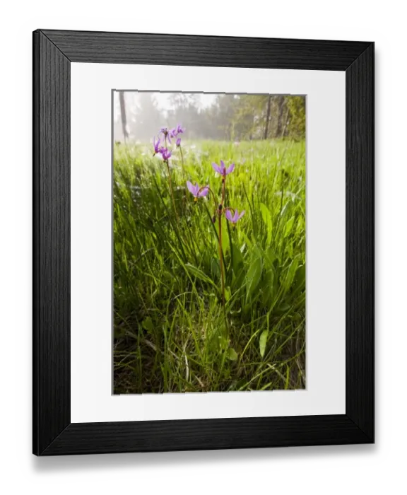Framed Print : USA, North America, Wyoming Framed Print : USA, North America, Wyoming