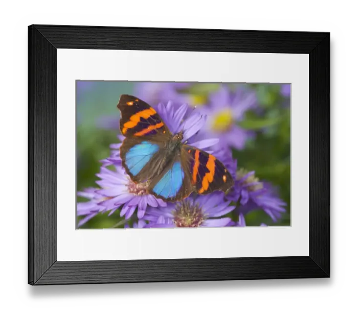 Framed Print : Sammamish Washington Photograph of Butterfly on Flowers, Epiphile orea the Orea Banner