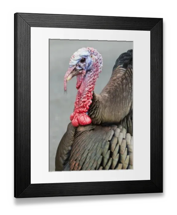 Framed Print : USA, WA, La Conner. Wild turkeys (Meleagris gallopavo) have established in the town Framed Print : USA, WA, La Conner. Wild turkeys (Meleagris gallopavo) have established in the town