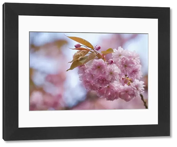 USA. Spectacular blossoms of cherry trees colorful harbinger of spring