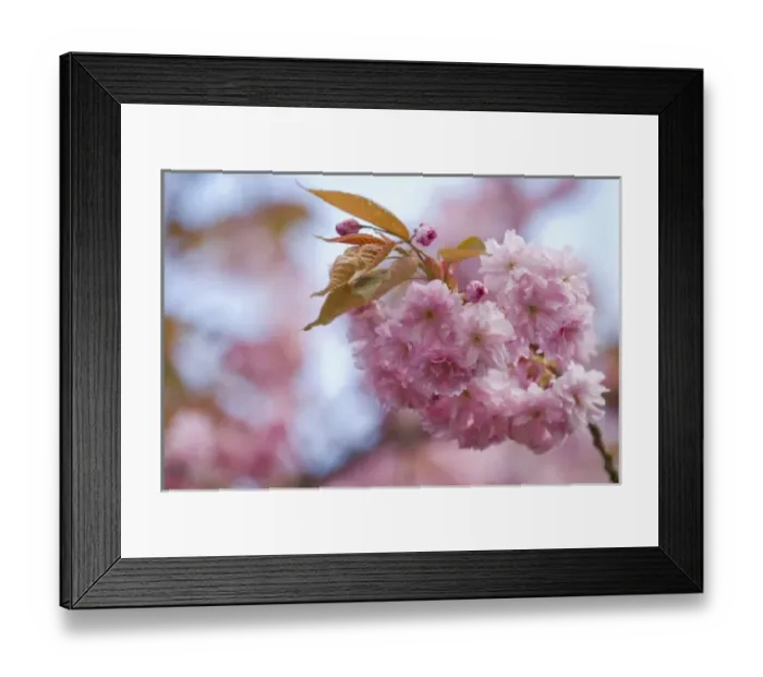 Framed Print : USA. Spectacular blossoms of cherry trees colorful harbinger of spring