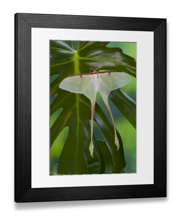 Framed Print : Sammamish, Washington Silk Moth from China Actias dubernardi female with her long tail Framed Print : Sammamish, Washington Silk Moth from China Actias dubernardi female with her long tail