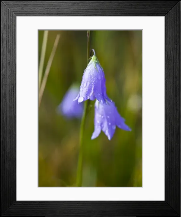 Framed Print : Dew covered Harebell (Campanula rotundifolia) flowers glisten in the morning sun Framed Print : Dew covered Harebell (Campanula rotundifolia) flowers glisten in the morning sun