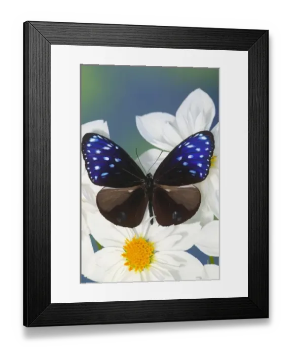 Framed Print : Sammamish Washington Photograph of Butterfly on Flowers, Euploea mulciber the Striped