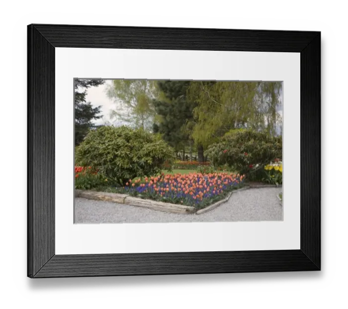 Framed Print : WA, Skagit Valley, Roozengaarde Tulip Garden