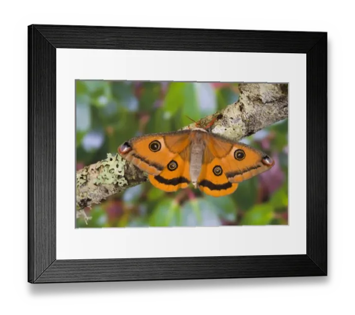 Framed Print : Sammamish, Washington a North American species from California. A small female silk Framed Print : Sammamish, Washington a North American species from California. A small female silk