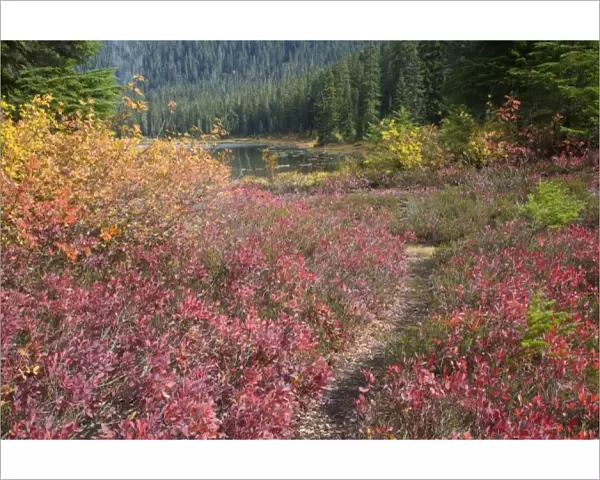 WA, Henry M. Jackson Wilderness, trail at Lake Janus, colorful autumn foilage, huckleberry