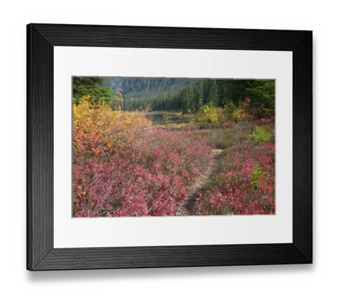 Framed Print : WA, Henry M. Jackson Wilderness, trail at Lake Janus, colorful autumn foilage, huckleberry Framed Print : WA, Henry M. Jackson Wilderness, trail at Lake Janus, colorful autumn foilage, huckleberry