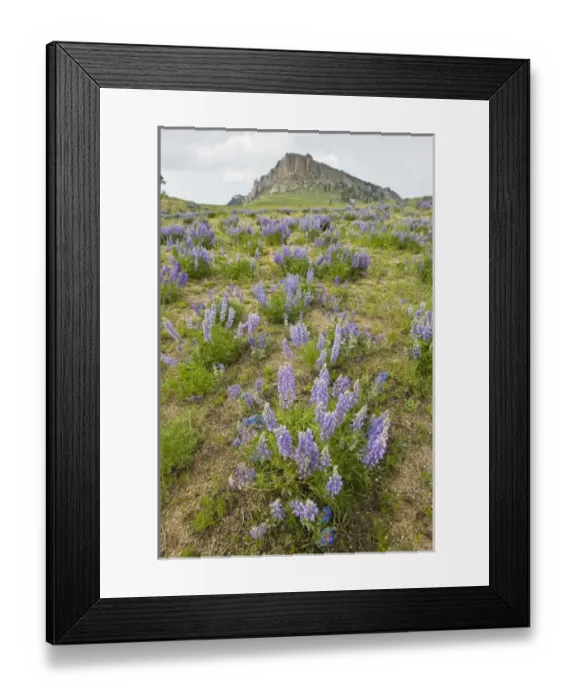 Framed Print : USA, North America, Wyoming Framed Print : USA, North America, Wyoming