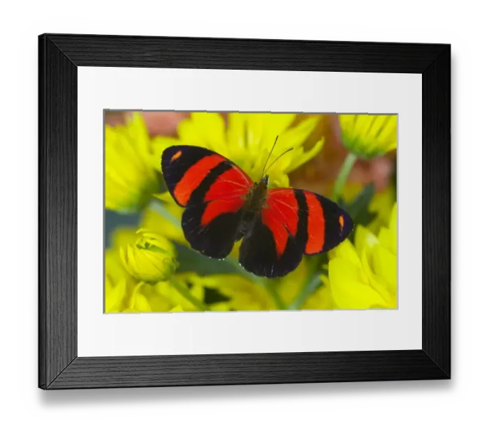Framed Print : USA, North America, Washington