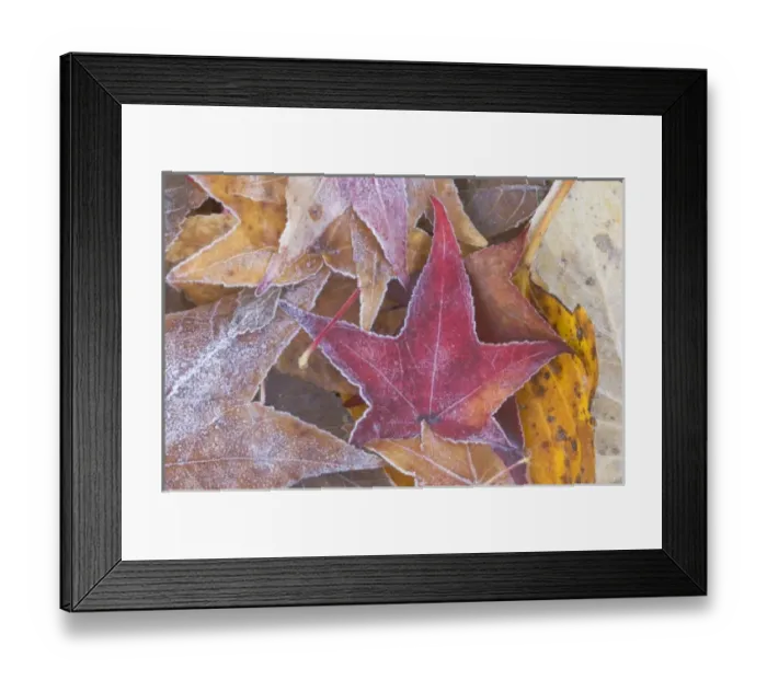 Framed Print : Frost on Autumn Leaves, WA, USA Framed Print : Frost on Autumn Leaves, WA, USA