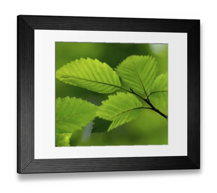 Framed Print : Springtime green leaves looking up through the trees, Bellevue Botanical Garden Framed Print : Springtime green leaves looking up through the trees, Bellevue Botanical Garden