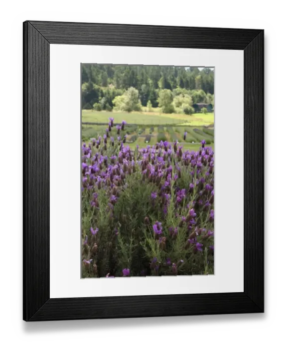 Framed Print : USA, North America, Washington