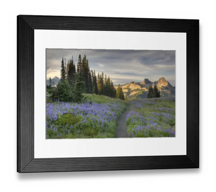 Framed Print : USA, Washington, Mt. Rainier NP, Tatoosh Range and wildflowers, view from Mazama Ridge
