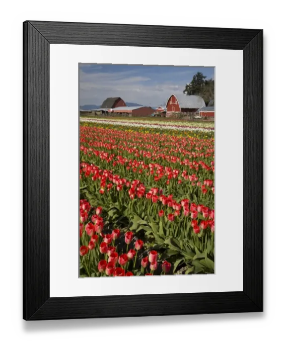 Framed Print : WA, Skagit Valley, Tulip fields in bloom, at Tulip Towne
