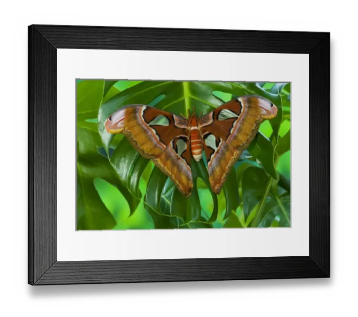 Framed Print : Sammamish, Washington captive raised largest moth in the world Attacus Lorquini Framed Print : Sammamish, Washington captive raised largest moth in the world Attacus Lorquini