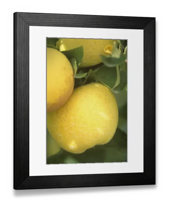 Framed Print : USA, North America, Washington Framed Print : USA, North America, Washington