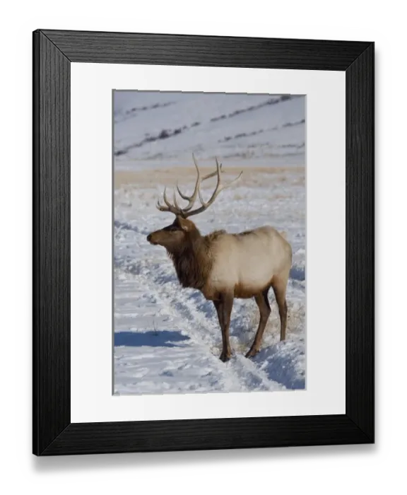Framed Print : USA, Wyoming, Jackson Hole. National Elk Refuge in winter. Lone bull Elk, (wild Framed Print : USA, Wyoming, Jackson Hole. National Elk Refuge in winter. Lone bull Elk, (wild