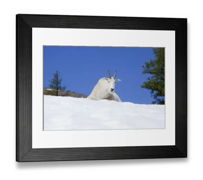 Framed Print : WA, Alpine Lakes Wilderness, Ingalls Lake area, Billy Goat on snow Framed Print : WA, Alpine Lakes Wilderness, Ingalls Lake area, Billy Goat on snow