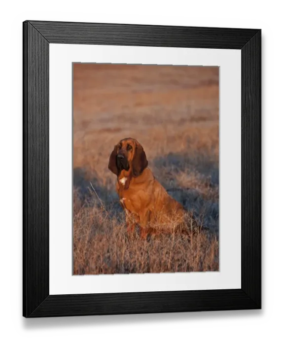 Framed Print : Hound dog sitting in a field in the Big Horn MT of Wyoming Framed Print : Hound dog sitting in a field in the Big Horn MT of Wyoming