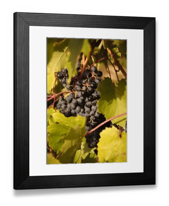 Framed Print : USA, North America, Washington Framed Print : USA, North America, Washington