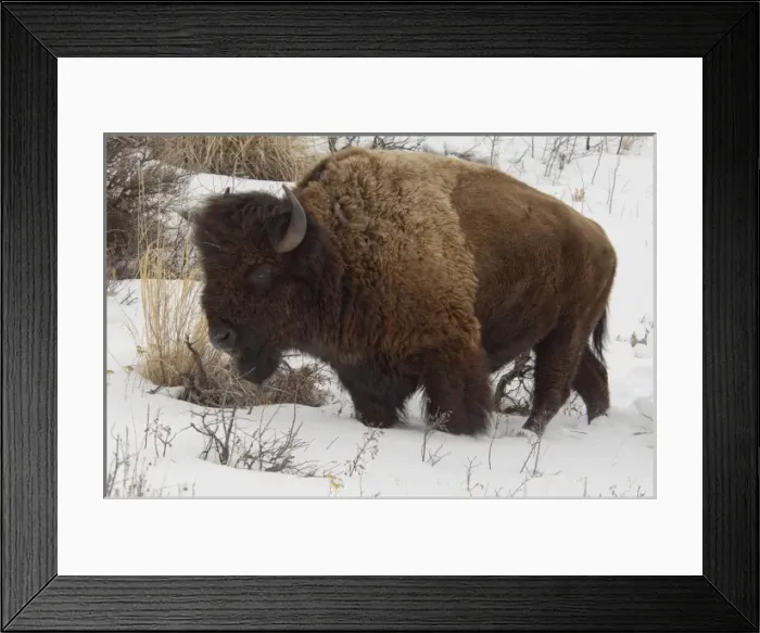 Framed Print : USA, Wyoming. Yellowstone National Park. Wild Yellowstone Bison (male) in winter